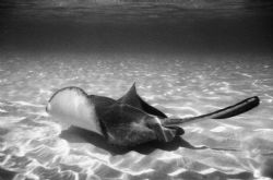 Sting Ray City 3, Nikonus-V by Chris Lawford 